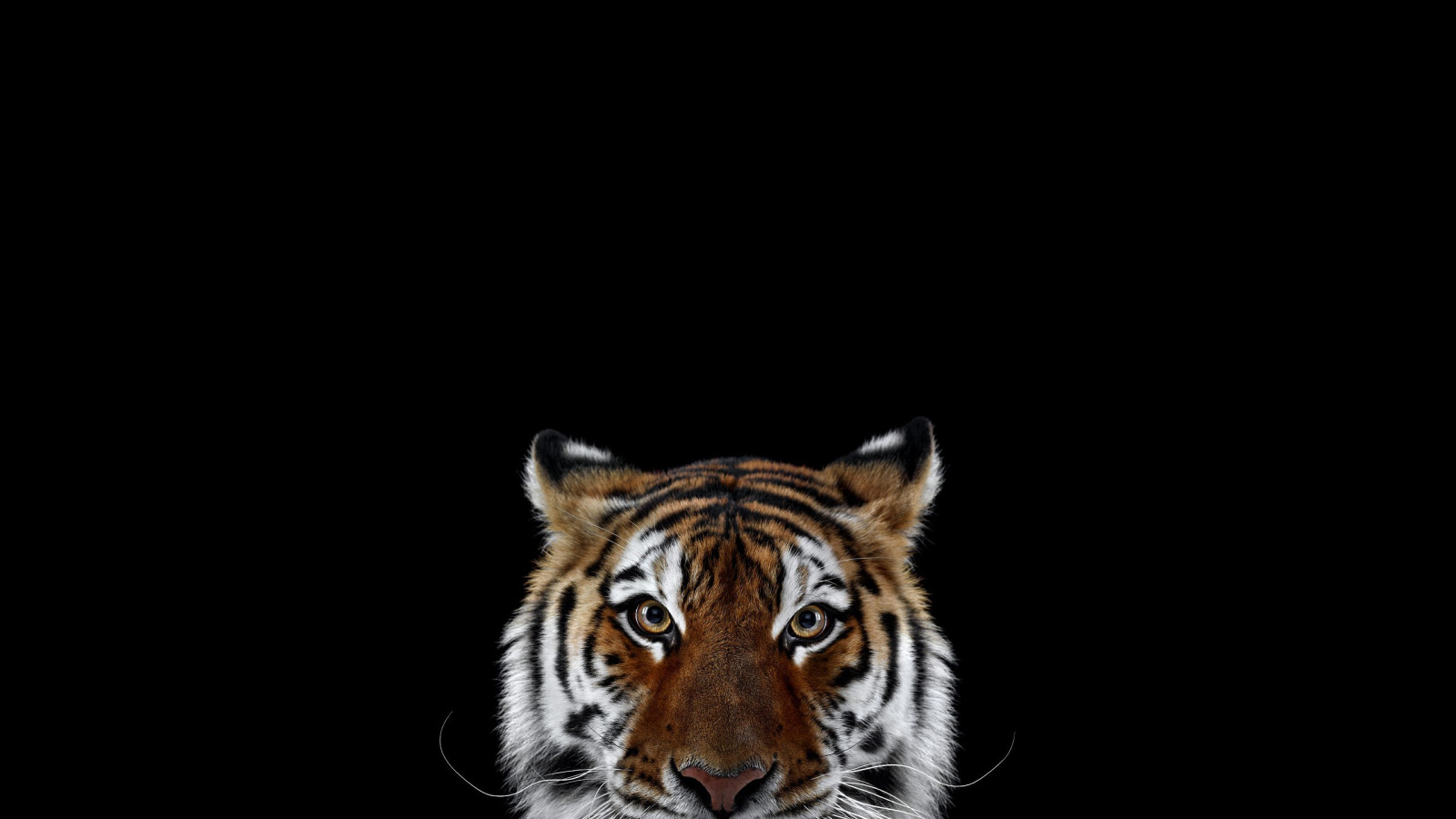 katt, enkel bakgrund, fotografi, tiger, stora katter, polisonger, däggdjur, fauna, däggdjur, 2560x1440 px, svartvitt, ryggradsdjur, katt som däggdjur, manen