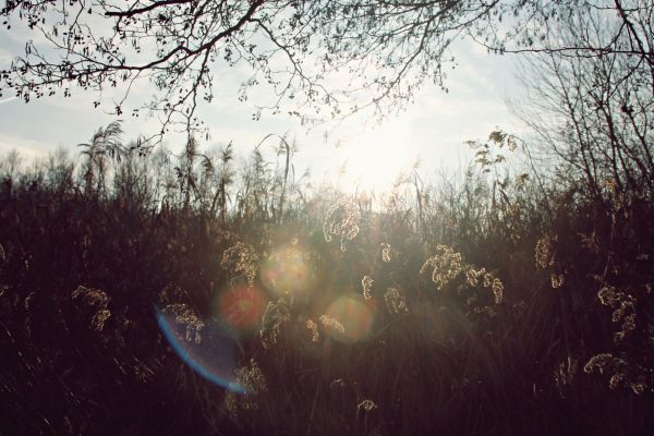 sunlight,nature,trees,forest,reflection,grass