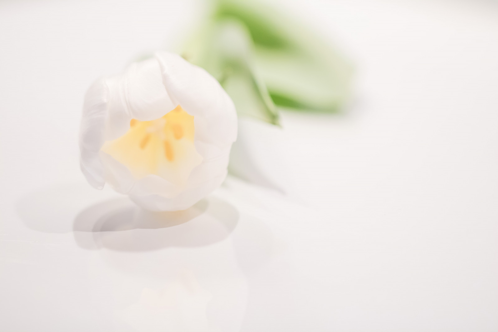 hvid, mad, blomst, plante, belysning, hånd, highkey, blomma, Tulpan, kronblad, vit, tiulip, jord plante, blomstrende plante, tæt på, makrofotografering