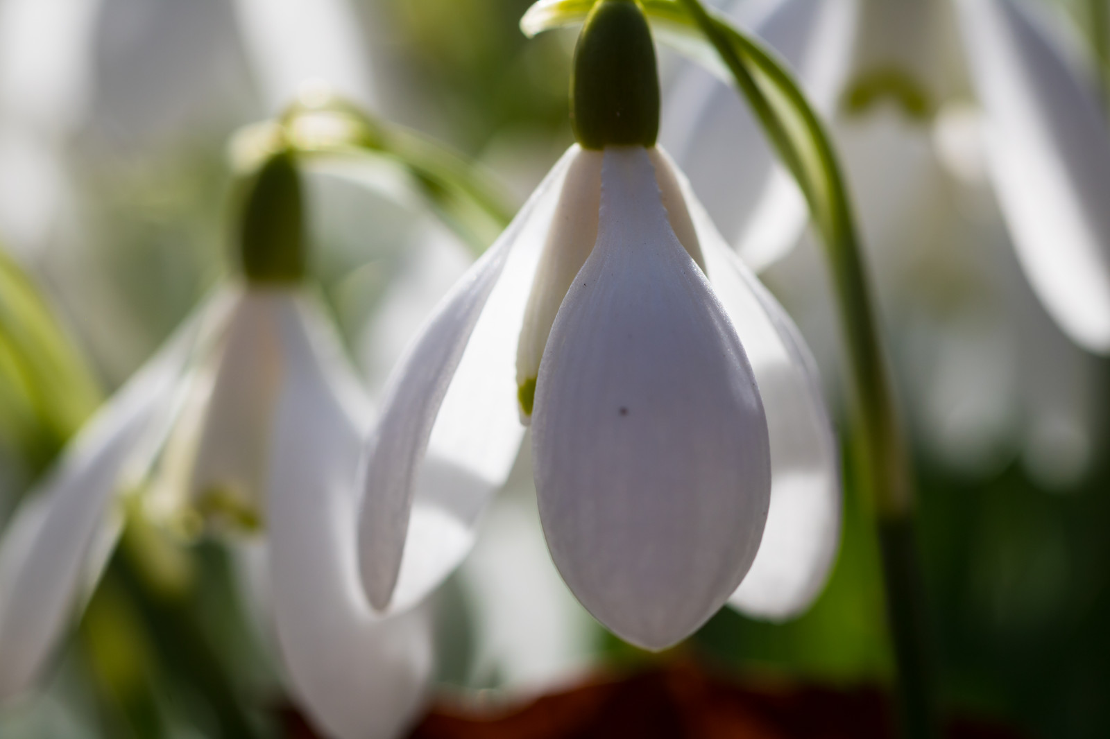zelená, květ, květ, rostlina, flóra, Blomma, sn droppe, sněženka, Torup, botanika, suchozemská rostlina, kvetoucí rostlina, zblízka, makro fotografie, galanthus