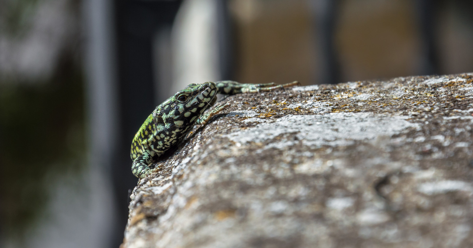 skaleret krybdyr, krybdyr, fauna, firben, firben, organisme, slange, makrofotografering, slange, dyreliv