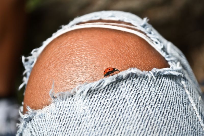 Červené,letní,Černá,Nikon,džíny,coccinella