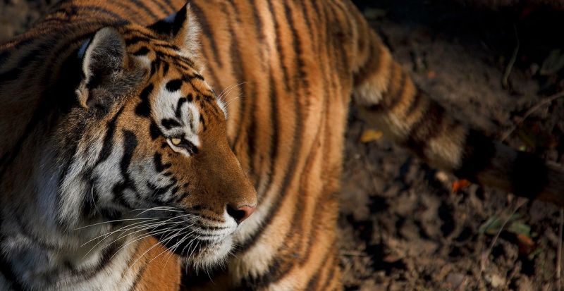 zvěř, tygr, Volně žijících živočichů, velké kočky, zoologická zahrada, Příroda zvěř, tygr, Volně žijících živočichů, velké kočky, zoologická zahrada, Příroda