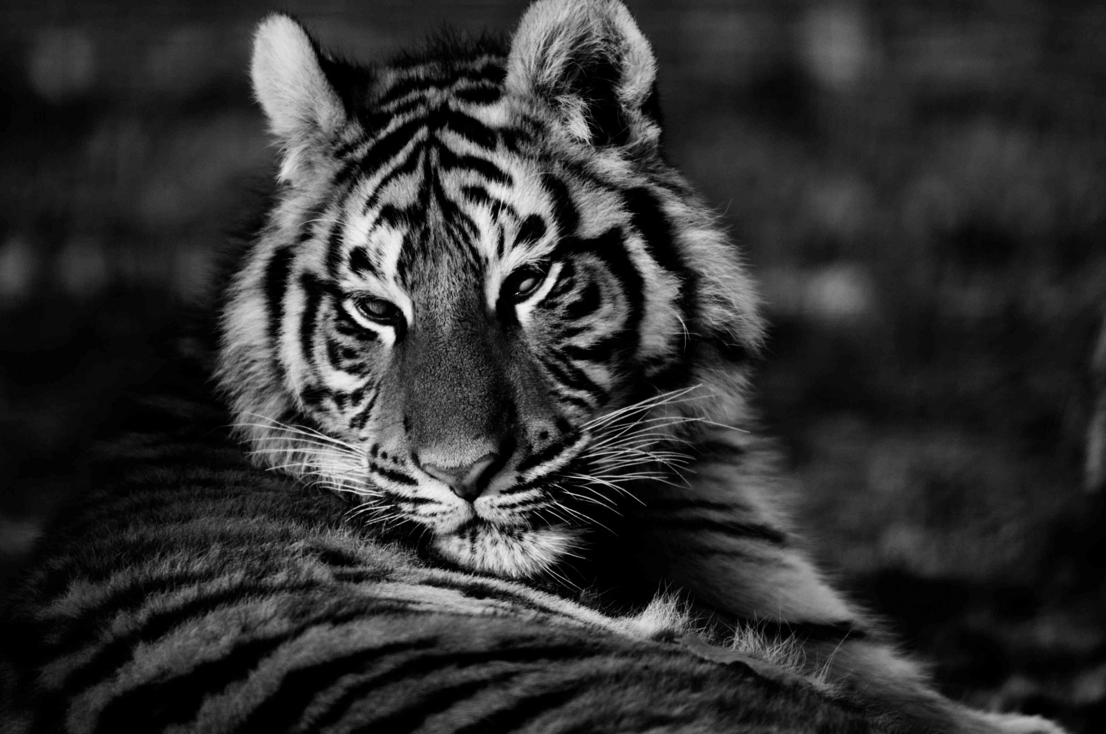 nero, monocromo, fotografia, tigre, natura, Nikon, pelliccia, grandi gatti, barba, capo, ruggito, nikonflickraward, mammifero, bianco e nero, fotografia in bianco e nero, gatto come mammifero, grugno, esprimiti, carnivoran, organismo, 400 millimetri, tigre, Parcdesf lins, F305, terrestrial animal
