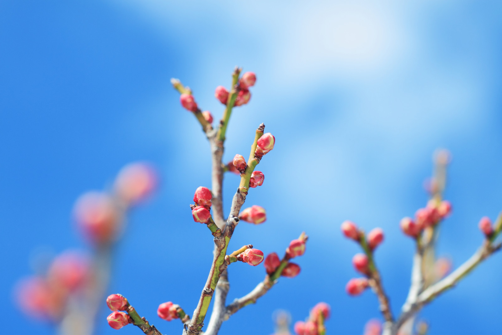 natur, himmel, vinter, makro, afdeling, blå, cherry blossom, blomst, forår, lys, blomst, plante, ume, flora, knop, kronblad, Kvist, computer tapet, makrofotografering, stængelplante