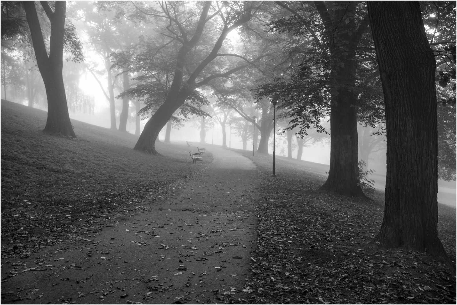 zonlicht, bomen, landschap, Bos, zwart, monochroom, natuur, hemel, park, schaduw, fotografie, tak, avond, ochtend-, mist, atmosfeer, Stockholm, pad, licht, boom, herfst, mist, blad, fabriek, duisternis, bos-, bosje, zwart en wit, zwart-wit fotografie, houtachtige planten, fenomeen, Sofiakyrka, stock photography