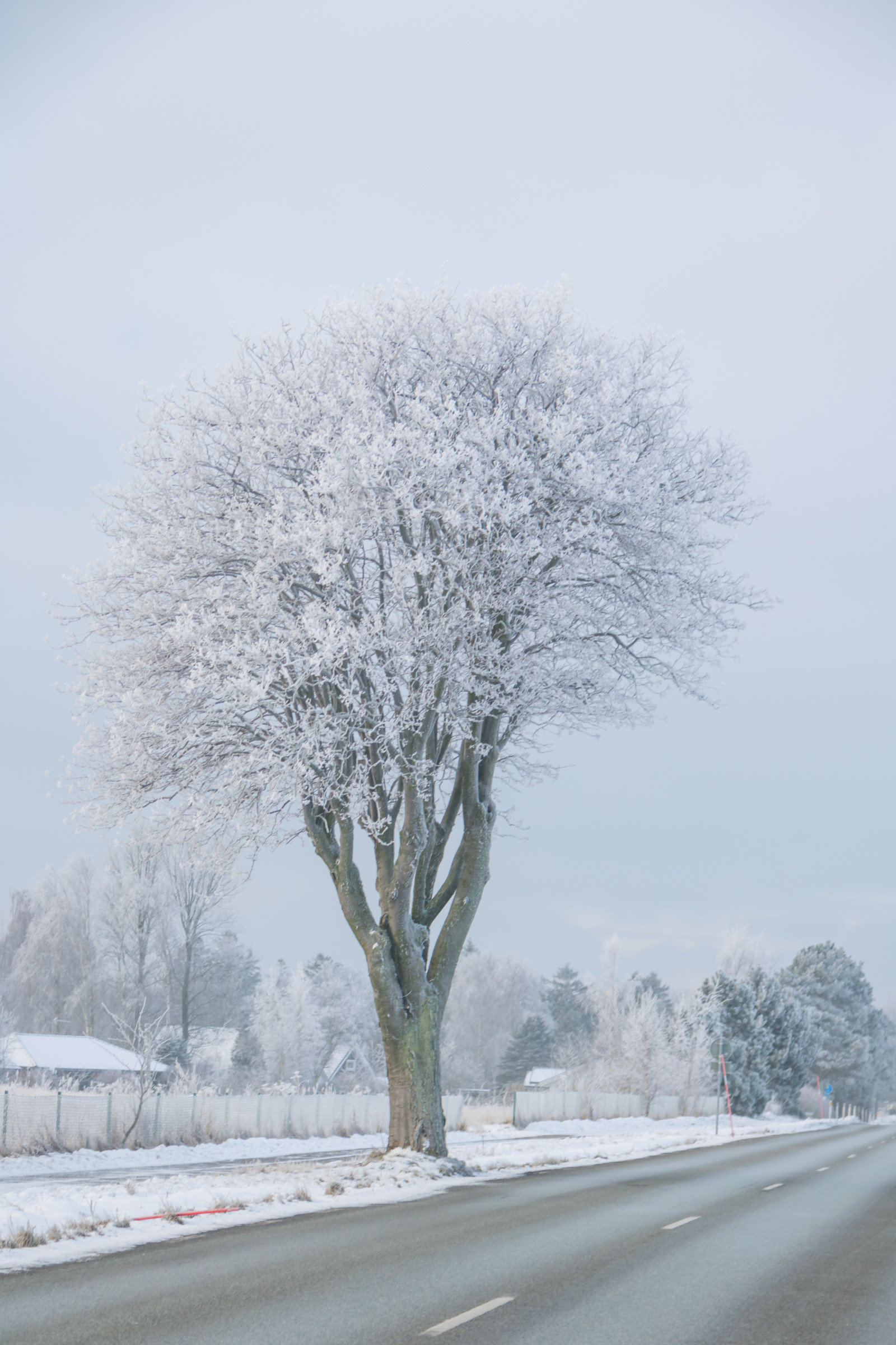 krajina, nebe, sníh, zima, silnice, větev, led, ráno, mráz, Jinovatka, zmrazení, strom, scenérie, mlha, počasí, rostlina, sezóna, nebe, Vinter, tr d, landskap, VAG, rimfrost, tři, vánice, atmosférický jev, dřevina, zimní bouře