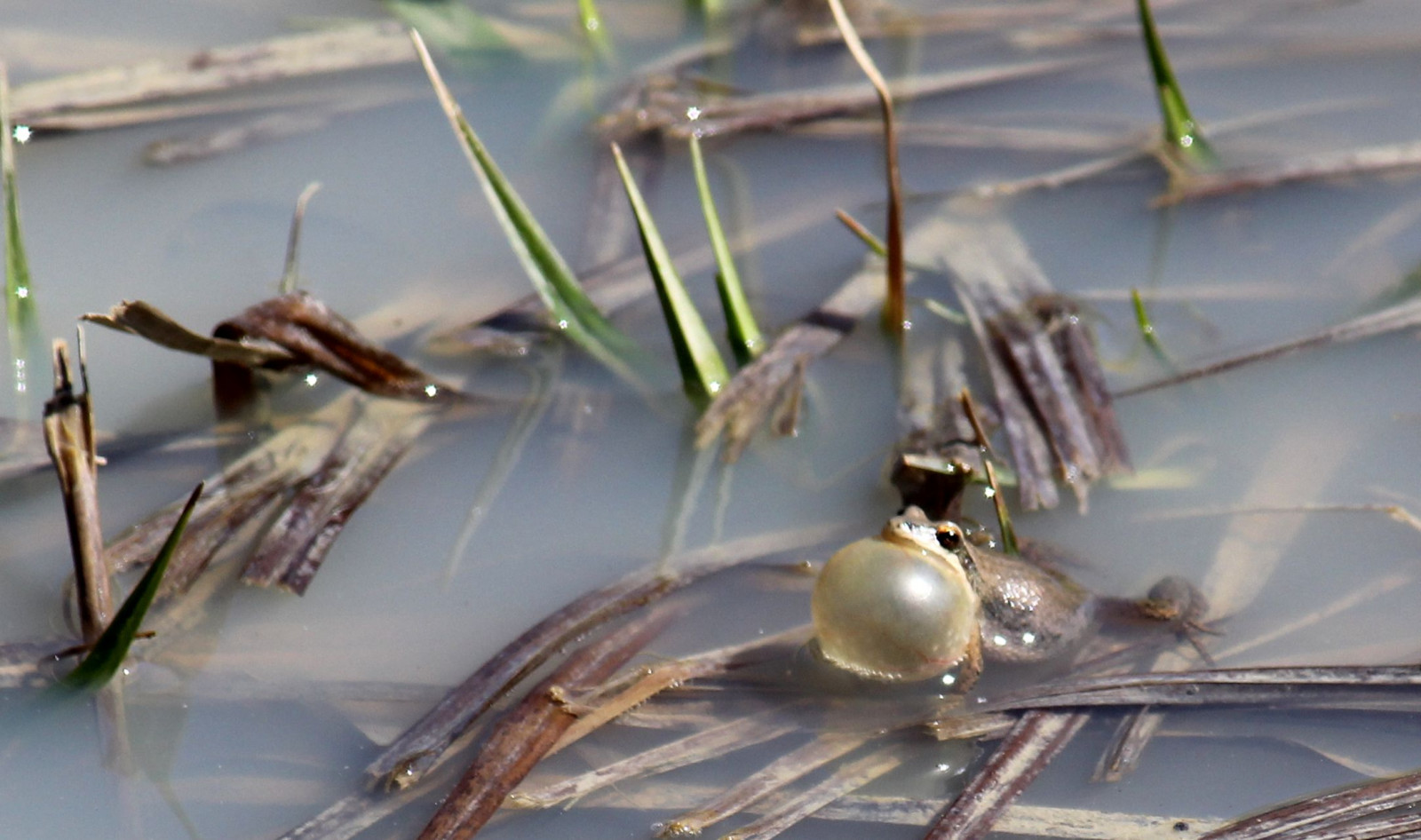 Wallpaper USA, Canon, spring, amphibian, frog, croak, chorusfrog