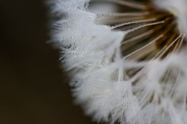 white, snow, winter, photography, branch, ice
