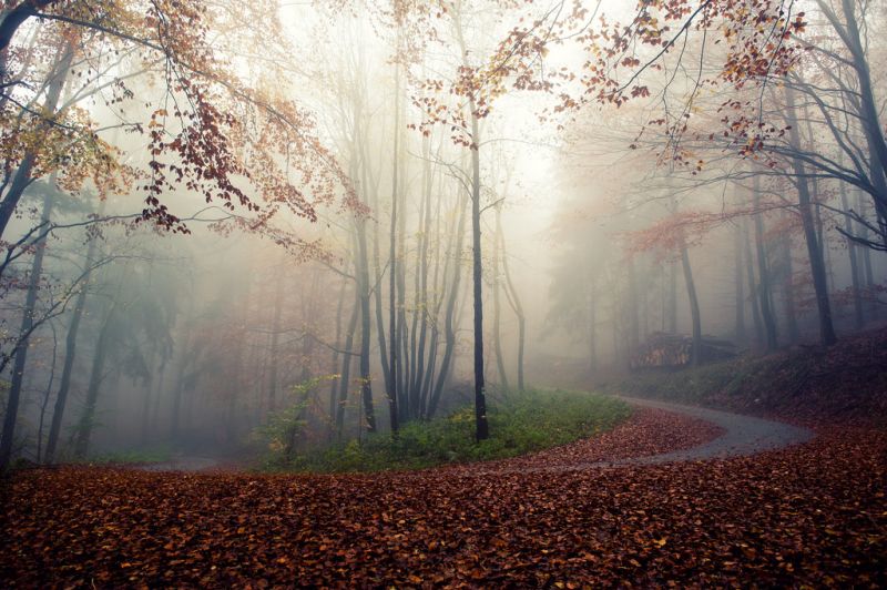 luce del sole, alberi, foresta, autunno, riflessione, natura