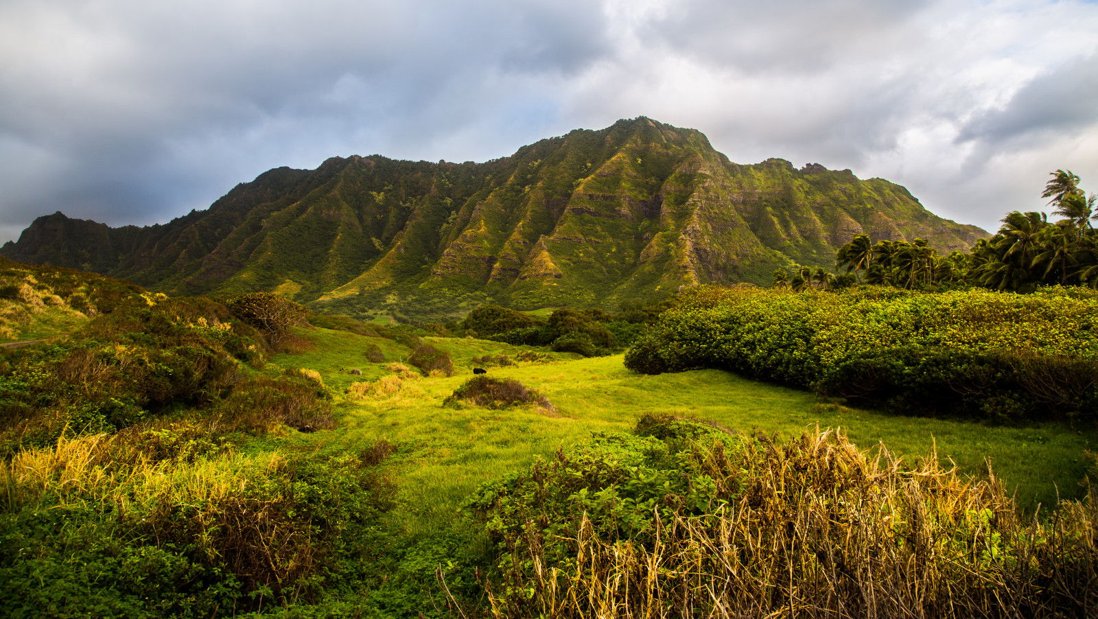 Wallpaper landscape, forest, mountains, hill, nature, grass, green