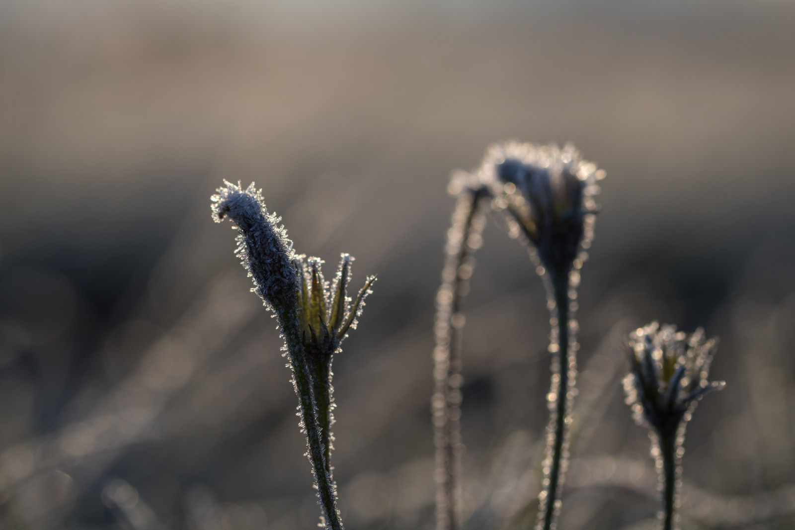 slunečnímu záření, voda, Příroda, tráva, sníh, zima, pole, fotografování, makro, větev, Studený, mráz, zmrazení, list, květ, rostlina, sezóna, flóra, makro, natur, s dersl tt, kallt, větvička, suchozemská rostlina, kvetoucí rostlina, zblízka, makro fotografie, tráva rodina, závod stonek, vlhkost