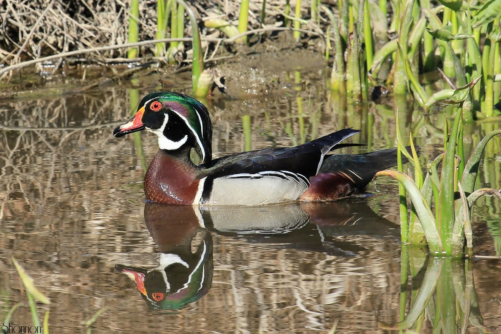 voda, odrazy, kachna, Pennsylvania, Harrisburg, woodduck, wildwoodlake, canoneosrebelt2i, shannonroseoshea, Explored04282013
