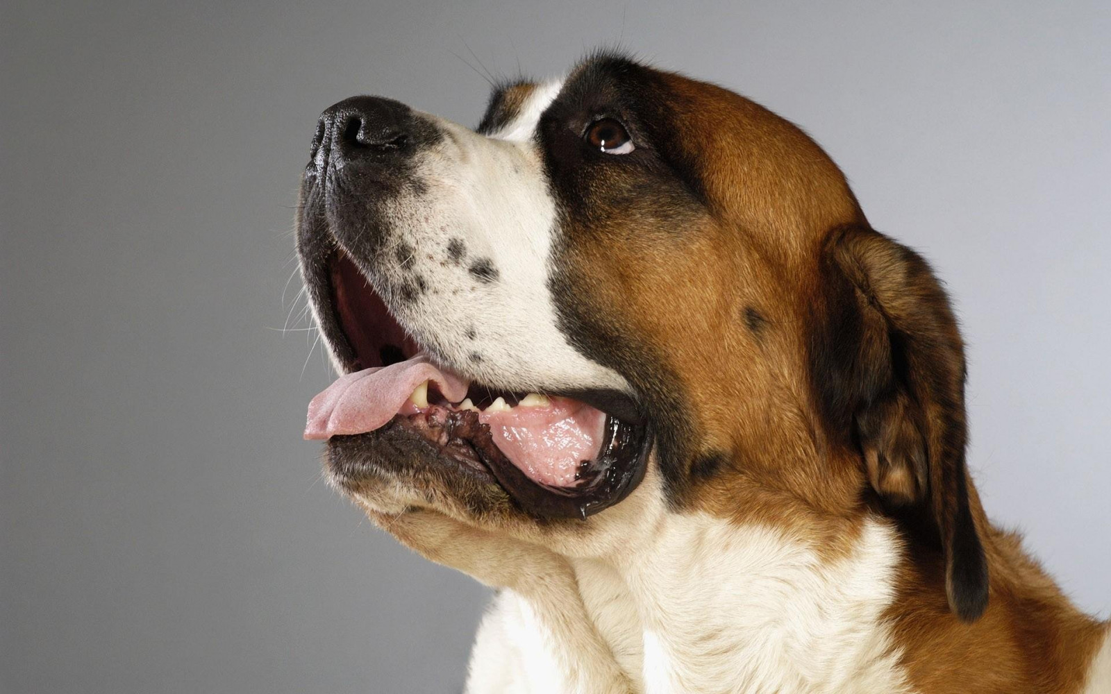 Wallpaper : 1920x1200 px, bernard, dog, dogs, st 1920x1200 - wallbase