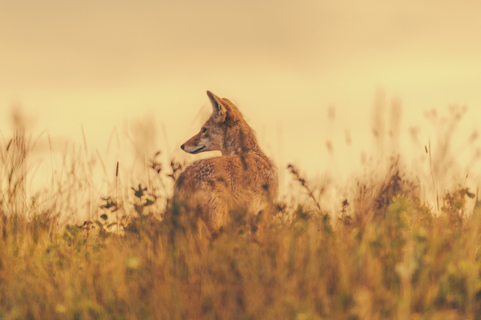 zvěř, tráva, ráno, Volně žijících živočichů, liška, savci, lučina, fauna, savec, prérie, tráva rodina, savana, pes jako savec