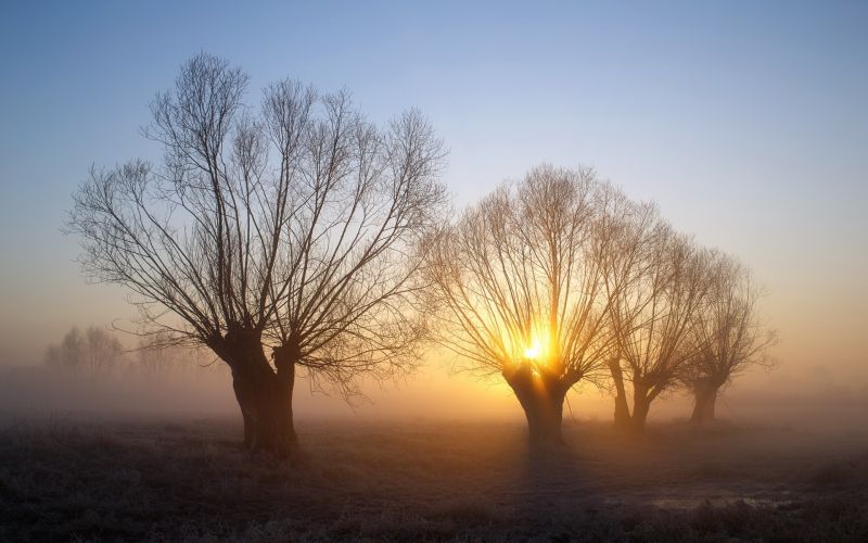 luce del sole, alberi, paesaggio, tramonto, natura, inverno luce del sole, alberi, paesaggio, tramonto, natura, inverno