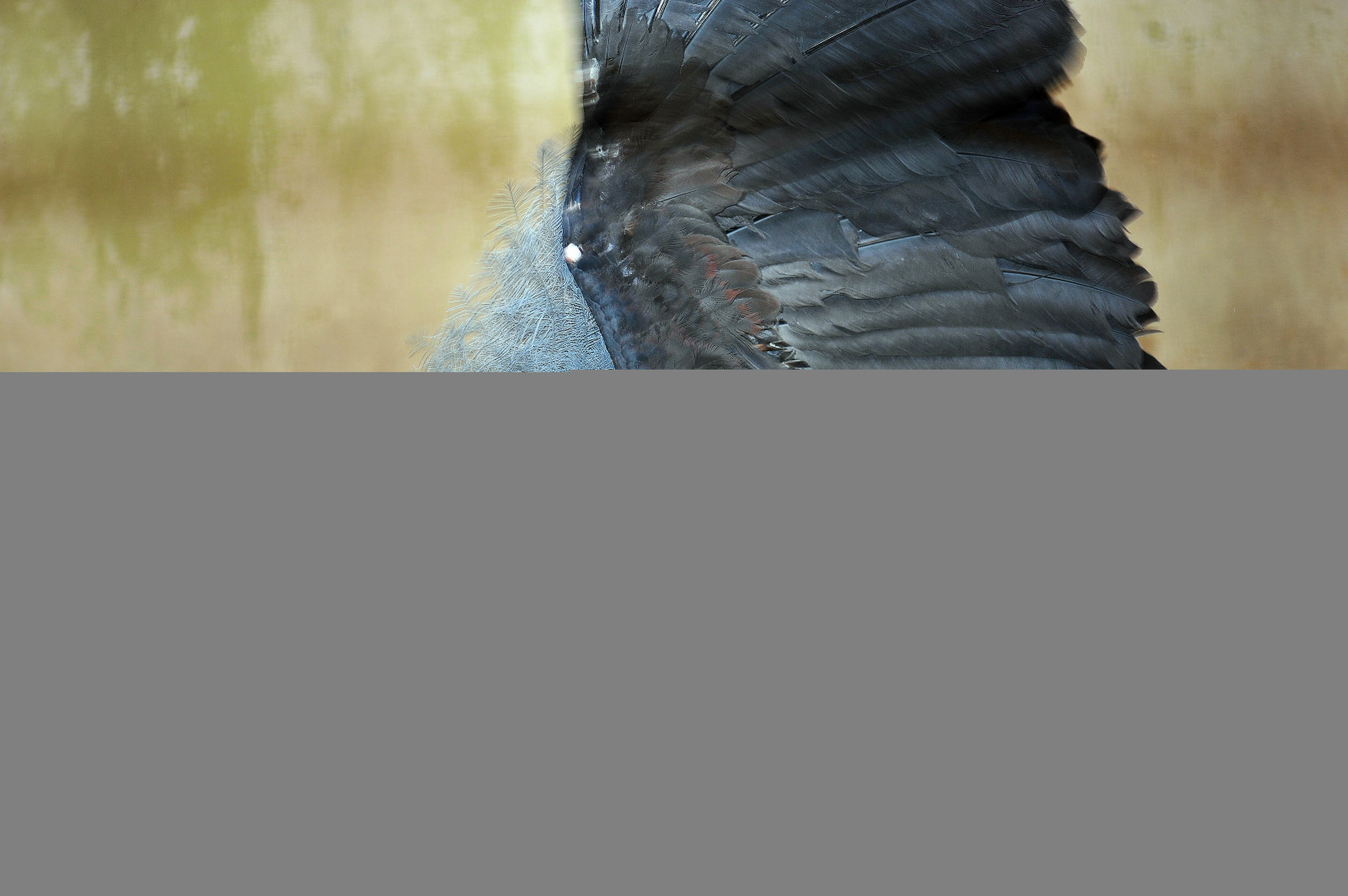 Čína, křídla, dřevo, zoologická zahrada, Beijing, pták, holub, křídlo, obraz, fauna, nikond700, Peking, Snímek obrazovky, zblízka, Fongetz, Francistán, exoticbird, victoriacrownedpigeon, 105mmnikkor