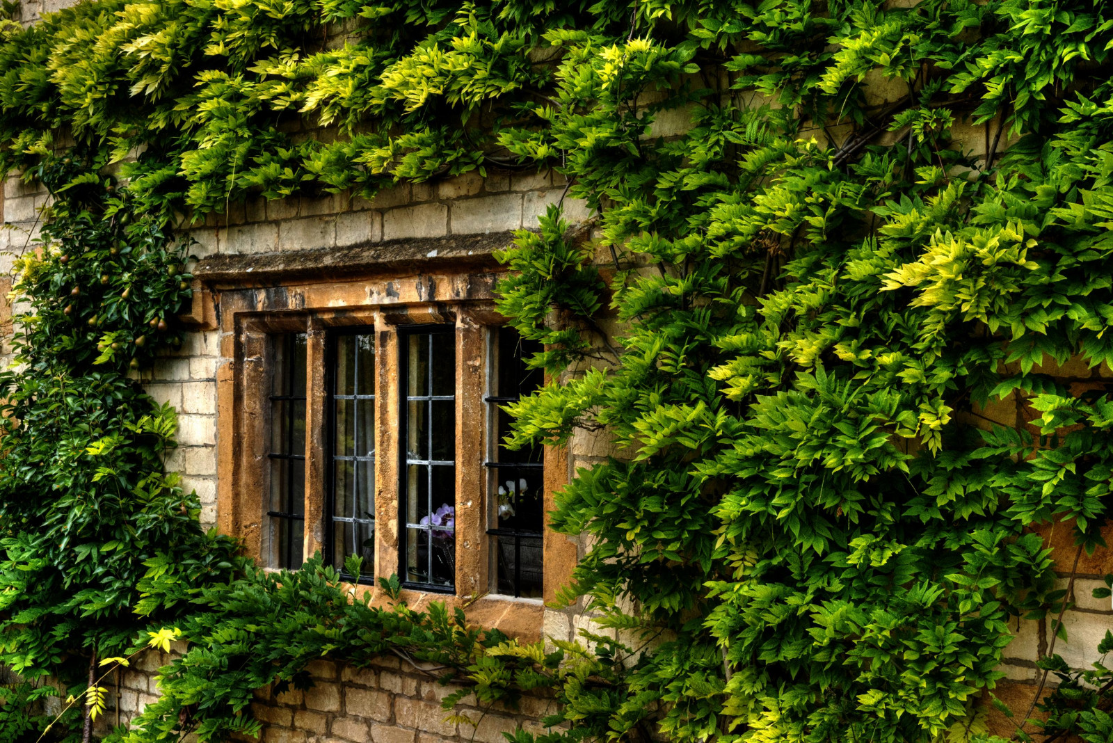 starý, okno, zahrada, Příroda, budova, tráva, stěna, větev, Dům, zelená, Anglie, chalupa, Broadway, vistárie, majetek, strom, list, rostlina, vegetace, domů, fasáda, keř, outdoor struktura, nemovitost, cotswolds, Worcestershire, horolezec, mabjack, Cotswoldstone, Broadwayworcestershire