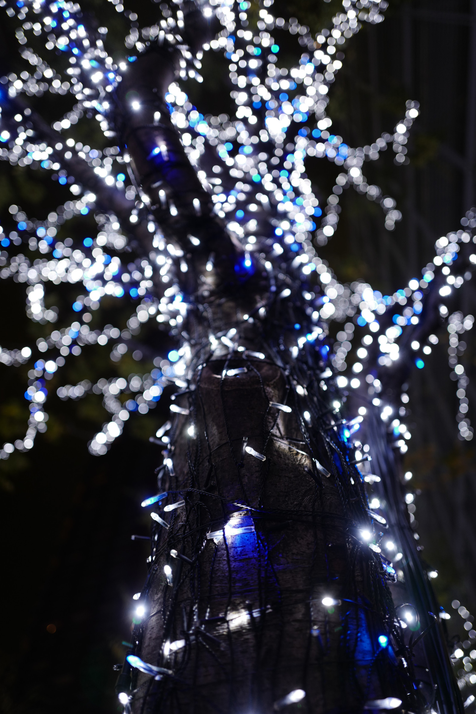 Japonsko, noc, větev, modrý, Vánoční osvětlení, Leica, Tokio, jp, světlo, strom, květ, keyakizaka, summilux, leicaq, summilux1728, q, 1728, ropponngi, vánoční dekorace