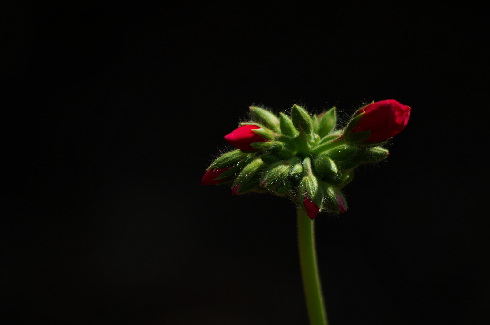 Červené, Černá, zelená, proti, zahrada, temný, den, pentax, Pozadí, Slunný, pupeny, pelargónie, 458f, prozkoumal, 55300 mm, pentaxart