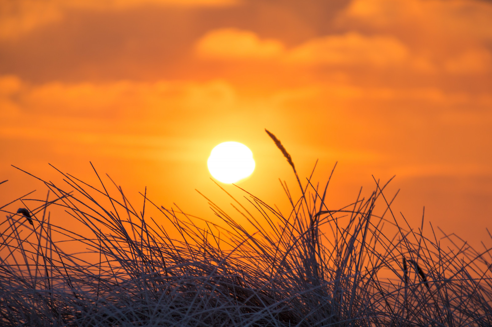 winter, cold, vinter, frost, Rime, geolocation, rimfrost, kallt, geocity, camera make canon, exif make canon, skateholm, geocountry, geostate, exif lens efs18200mmf3556is, exif focallength 200mm, exif aperture 56, exif isospeed 125, camera model canoneos760d, exif model canoneos760d