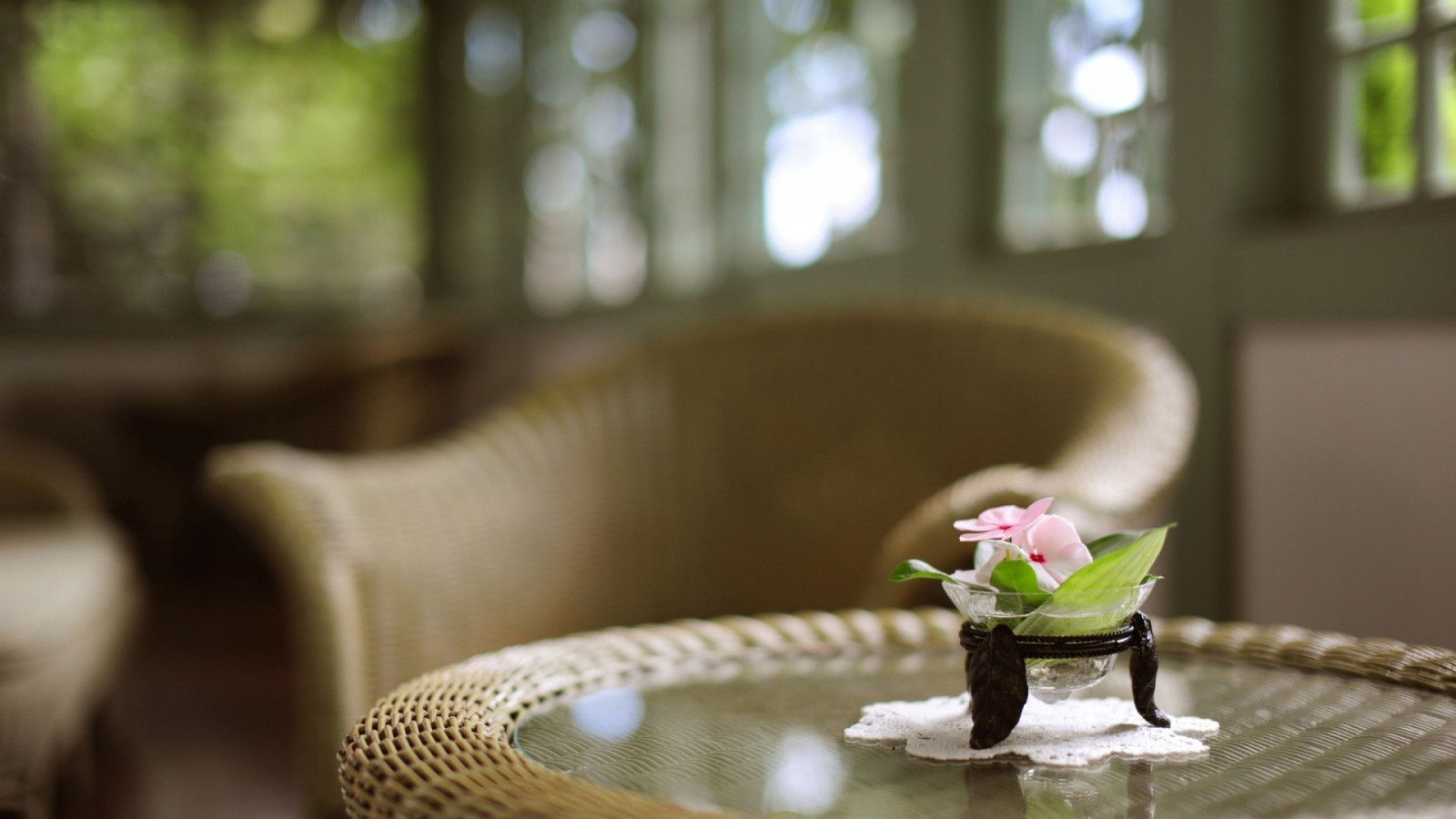 Wallpaper green, spring, color, flower, 1920x1080 px, General