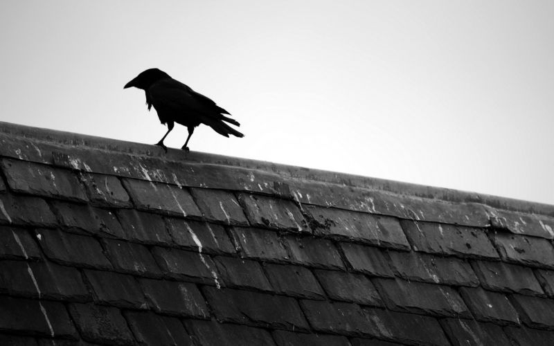 putih, hitam, burung-burung, hewan, satu warna, bayangan