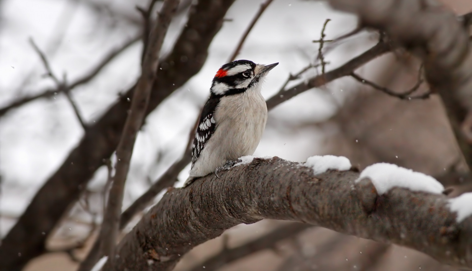 divoký, sníh, strom, pták, Příroda, zvíře, detailní, fauna, Účtovat, Strakapoud osikový, picoidespubescens, Michigan, Volně žijících živočichů, ngc, zobák, Pírko, npc, okoun, ornitologie, pozorování ptáků, influenza, specanimal, Maledownywoodpecker