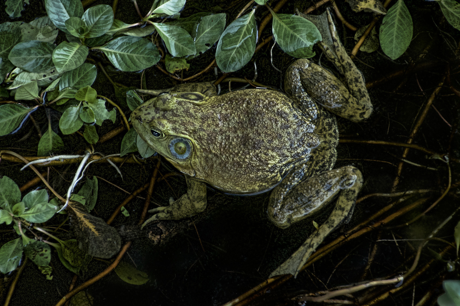 stvoření, voda, Příroda, zelená, Volně žijících živočichů, žába, obojživelník, život, olistění, ropucha, Oklahoma, flóra, zátoka, fauna, Ranidae, organismus, paintcreations, skokan volský, Tulsa, Lafortunepark, terrestrial animal