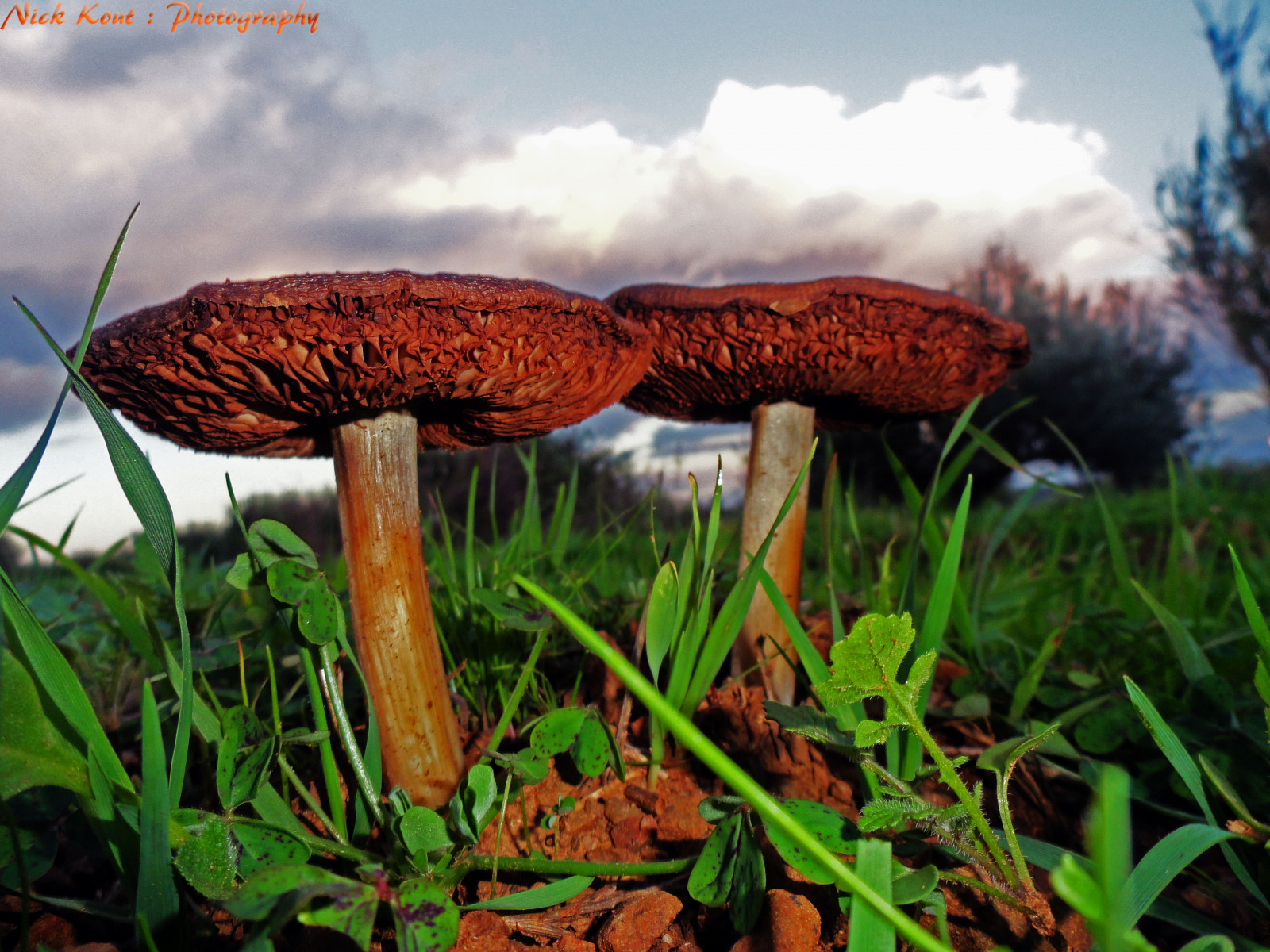 stromy, les, západ slunce, Příroda, Červené, tráva, nebe, houba, zelená, slunce, Sony, džungle, 2013, deštný prales, houba, Kréta, podzim, krása, pěkný, cybershot, zálesí, půda, Heraklion, místo výskytu, přírodní prostředí, léčivý houba, dsc, H55, Messara, olivestrees, penny bun, Bolete