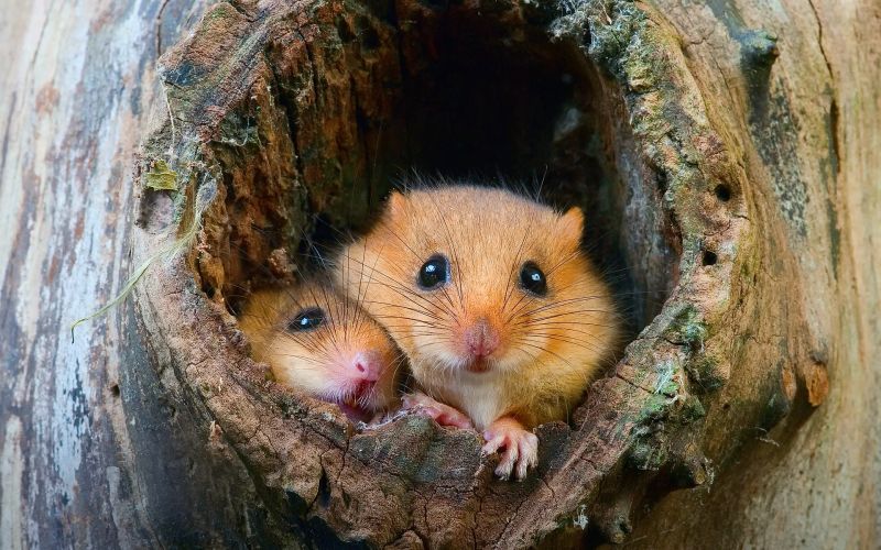 animals, nature, wildlife, whiskers, hamster, rodent animals, nature, wildlife, whiskers, hamster, rodent