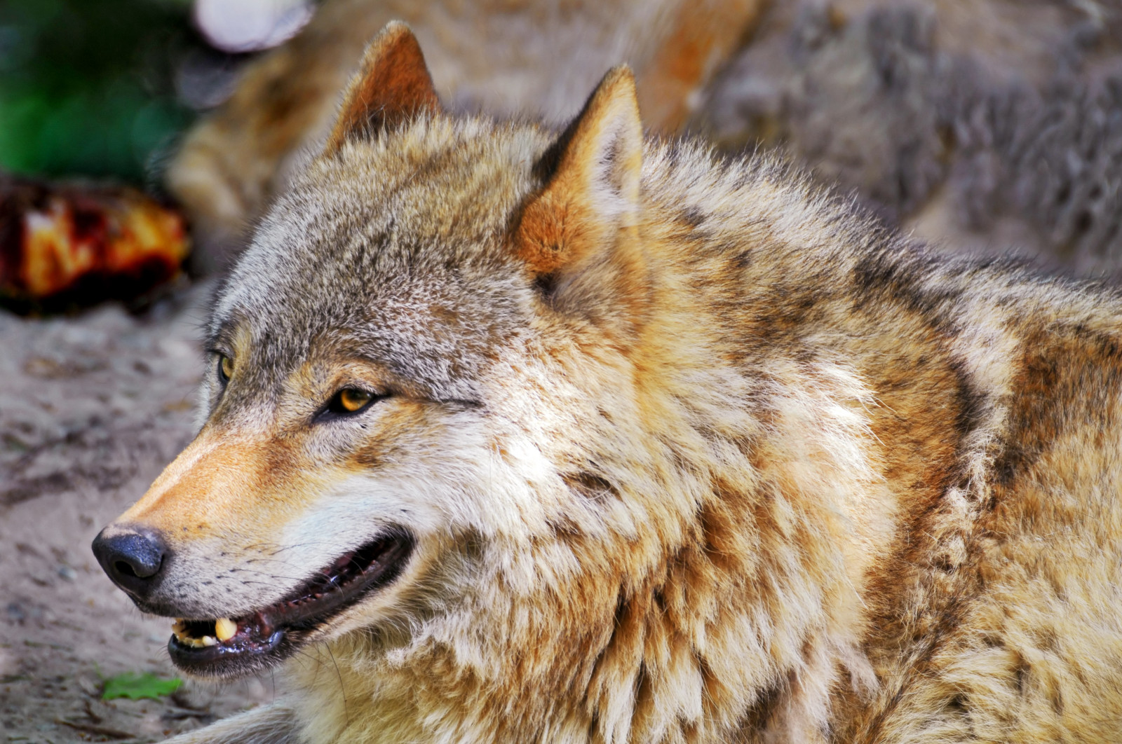 แนวตั้ง, น่ารัก, สวย, ใบหน้า, ใกล้ชิด, สวนสัตว์, schweiz, สวิตเซอร์แลนด์, ดวงตา, ขนยาว, Nikon, หมาป่า, ปิด, หัว, ซูริค, ปุย, สุนัข, โกหก, โรคลูปัส, มองโกเลีย, d300, Canis, canislupus