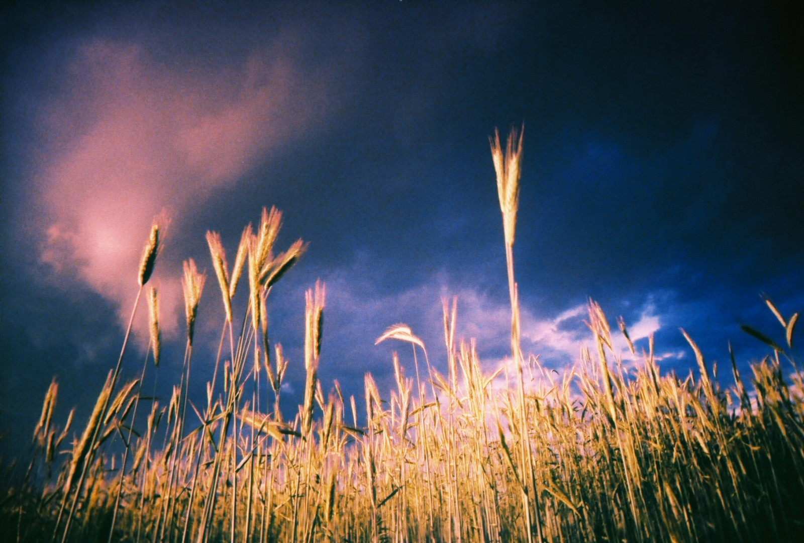 slunečnímu záření, tráva, nebe, pole, nachový, večer, ráno, horizont, atmosféra, Hračka, wolfram, 35MM, plastický, Lomography, mrak, analogový, film, louka, xPRO, ishootfilm, prérie, počítač tapeta, Atmosféra Země, tráva rodina, Phragmites, zboží, jev, toycamera, crossprocessed, louky, ultrawideandslim, blackslimdevil, Westernmass, Superheadz, Lowfi, 64iso