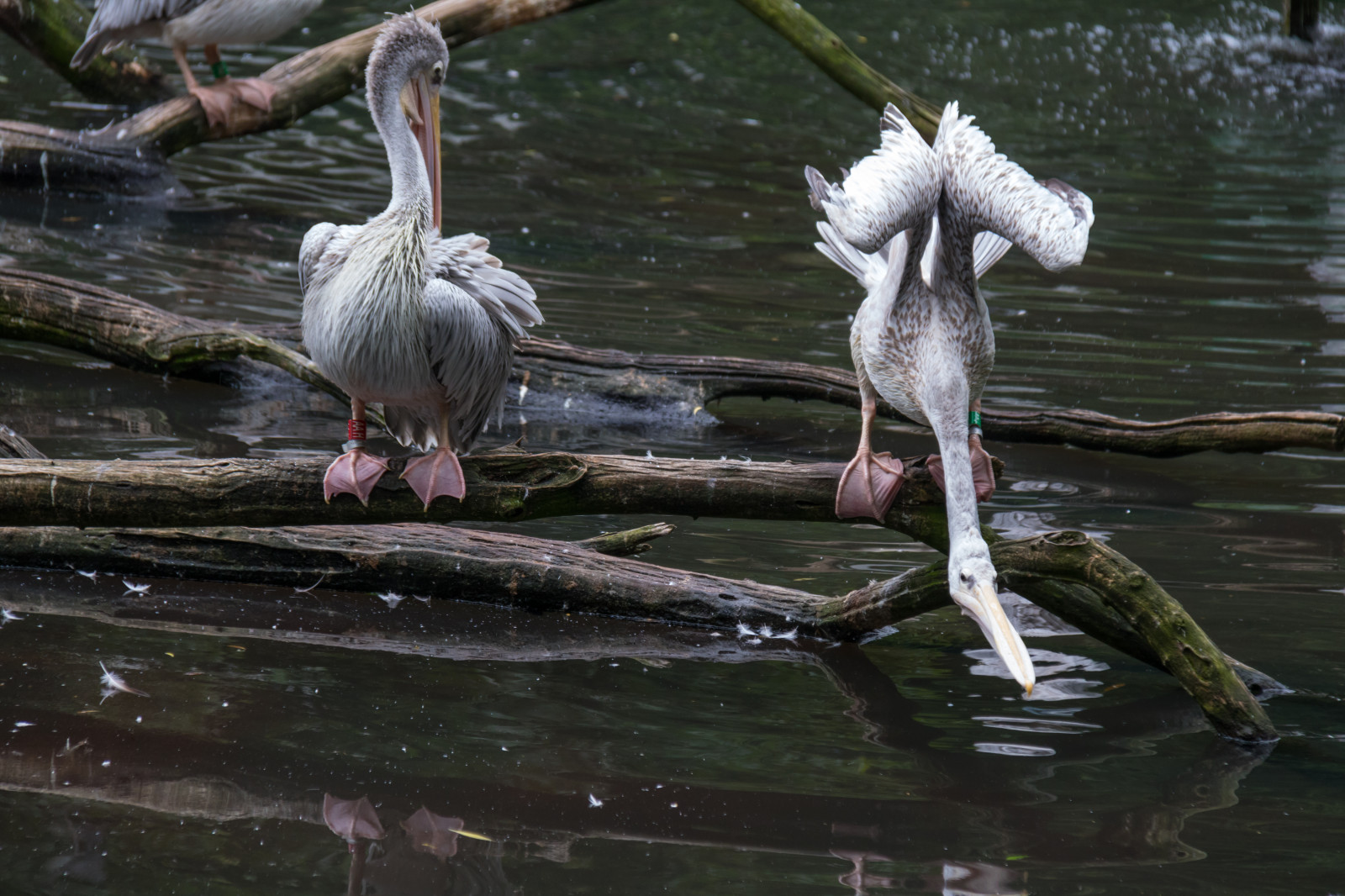 Fond D cran La Nature Allemagne Faune Zoo Marais Berlin Zone 