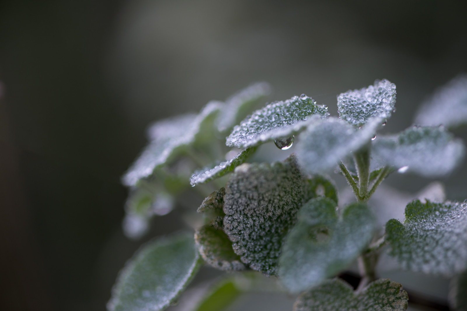 voda, Příroda, odraz, zima, fotografování, detailní, makro, zelená, Studený, mráz, textura, zkreslení, rosa, list, květ, zavřít, rostlina, micro, flóra, kapky, malý, brzy ráno, krystaly, kapky vody, listy, botanika, zblízka, keř, makro fotografie, závod stonek, vlhkost, vlhkost vzduchu, fractallike