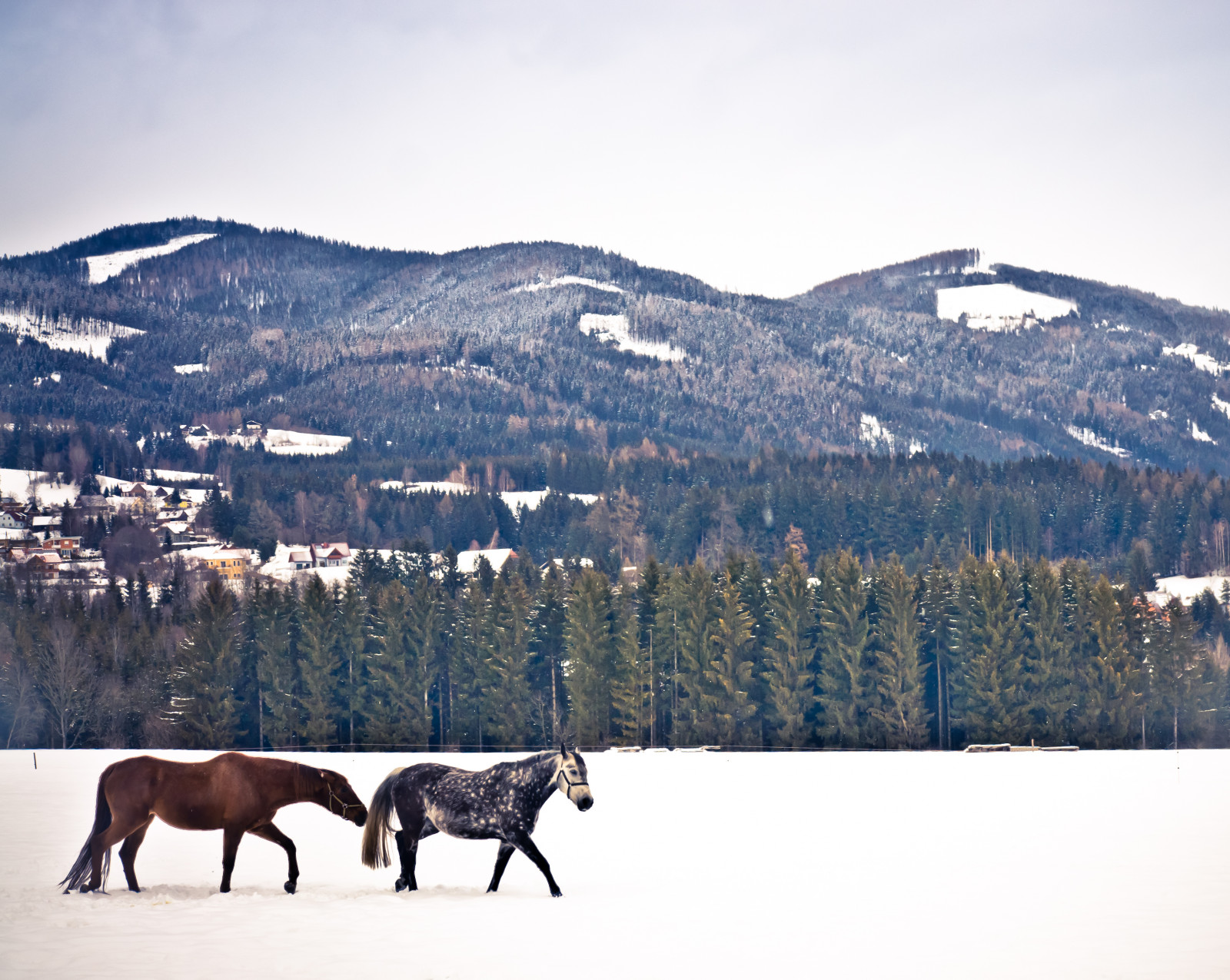 krajina, kopec, kůň, nebe, sníh, zima, Studený, Rakousko, Alpy, zmrazení, strom, hora, prozkoumat, prozkoumal, pastvina, zajímavý, Osterreich, ranč, sigma1770, venkov, horských reliéf, pohoří, klesl, hříva, kůň jako savci, mustang kůň, pack animal, sonyalpha700, Ausrie, Seckau, Seiermark
