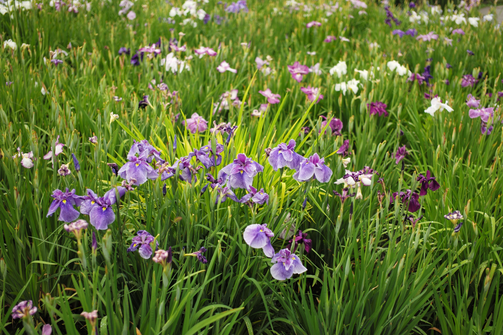 Wallpaper field, Leica, Iris, M, flower, grassland, flora, meadow, summicron, summicron235