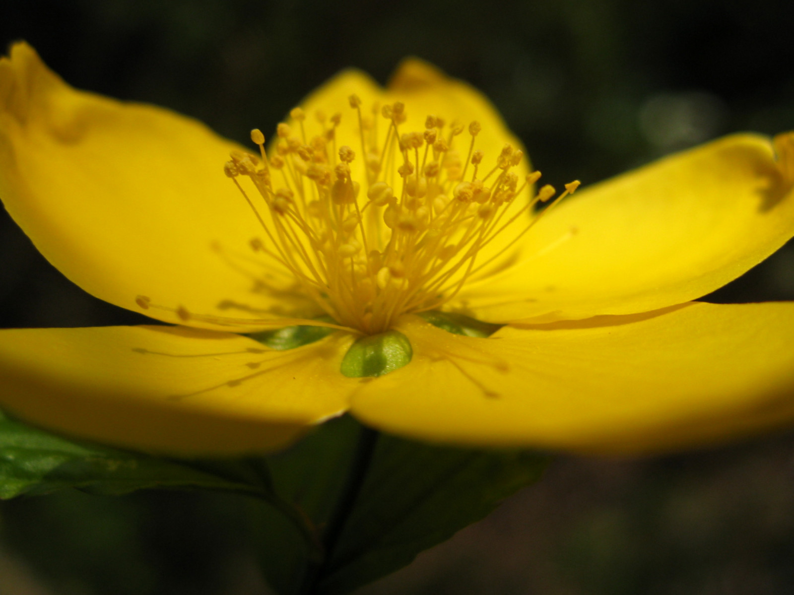 Příroda, fotografování, zelená, žlutý, květ, Kyoto, list, květ, rostlina, flóra, okvětní lístek, anawesomeshot, naturesfinest, abigfave, theperfectphotographer, theunforgettablepictures, mywinners, platinumphoto, diamondclassphotographer, flickrdiamond, blueribbonwinner, spiritofphotography, divoká rostlina, multimegashot, macromarvels, flickrenvy, botanika, suchozemská rostlina, kvetoucí rostlina, zblízka, makro fotografie, závod stonek, dokonalost, Yamabuki, kerriajaponica, japaneserose, japanesekerria