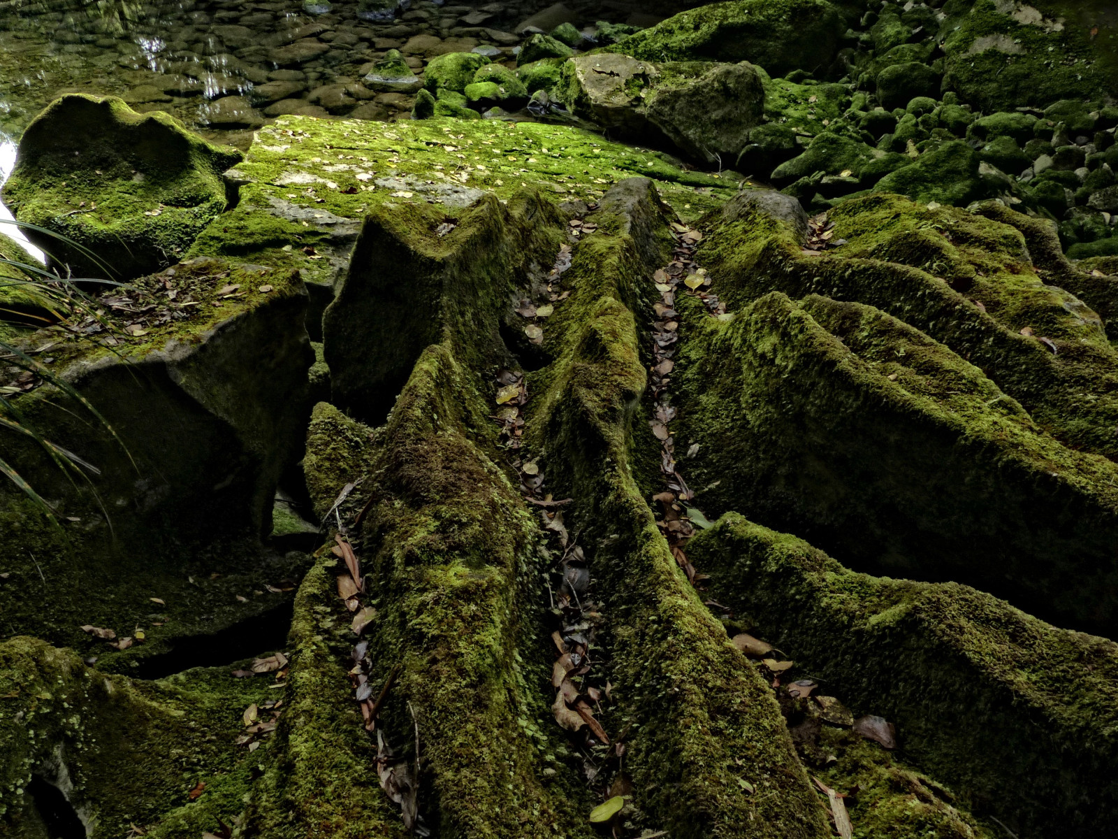 vegetace, Příroda, zelená, přírodní rezervace, strom, les, prales, deštný prales, list, mech, džungle, rostlina, biome, Skála, non vaskulární suchozemská rostlina, tráva, krajina, valdivian temperate rain forest, větev, zálesí, spruce fir forest, mírné jehličnatý les