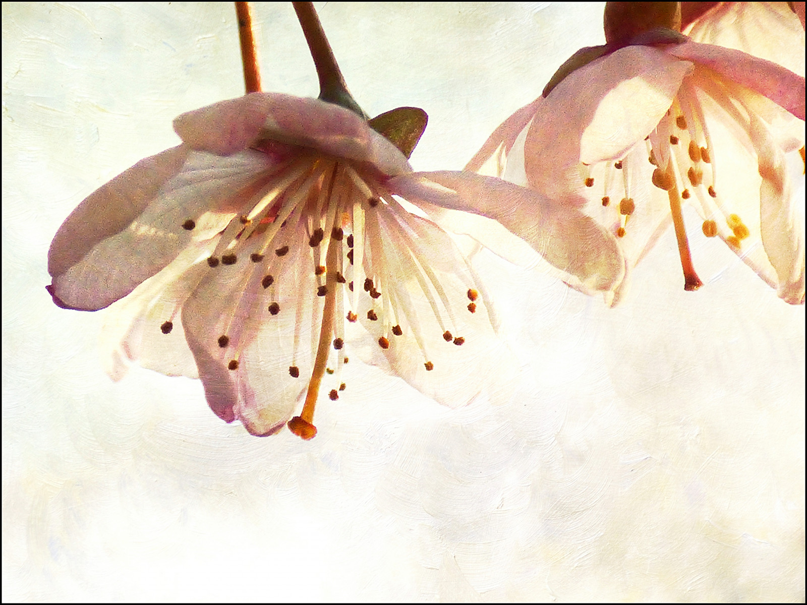 květ, růžový, jaro, UMĚNÍ, květ, rostlina, lilie, sakura, flóra, okvětní lístek, magicunicornverybest, kvetoucí rostlina, zblízka, makro fotografie, zátiší fotografování, akvarel barvy, sakurahanami