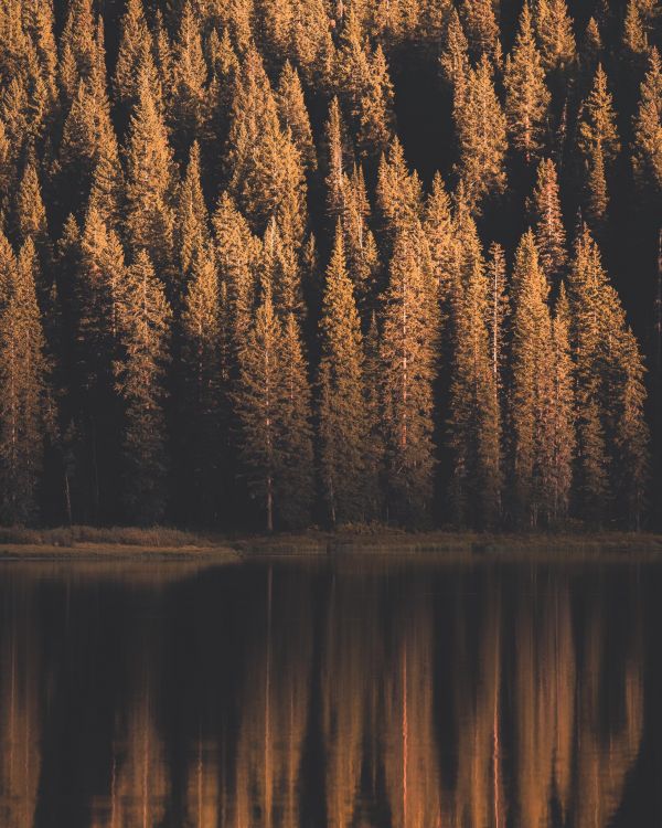 water,atmosphere,plant,Natural landscape,water resources,vertebrate