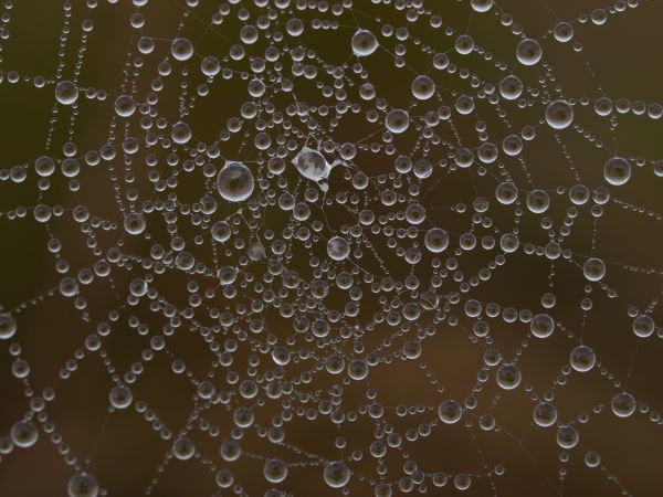 water,atmosphere,Tau,texture,dew,drop