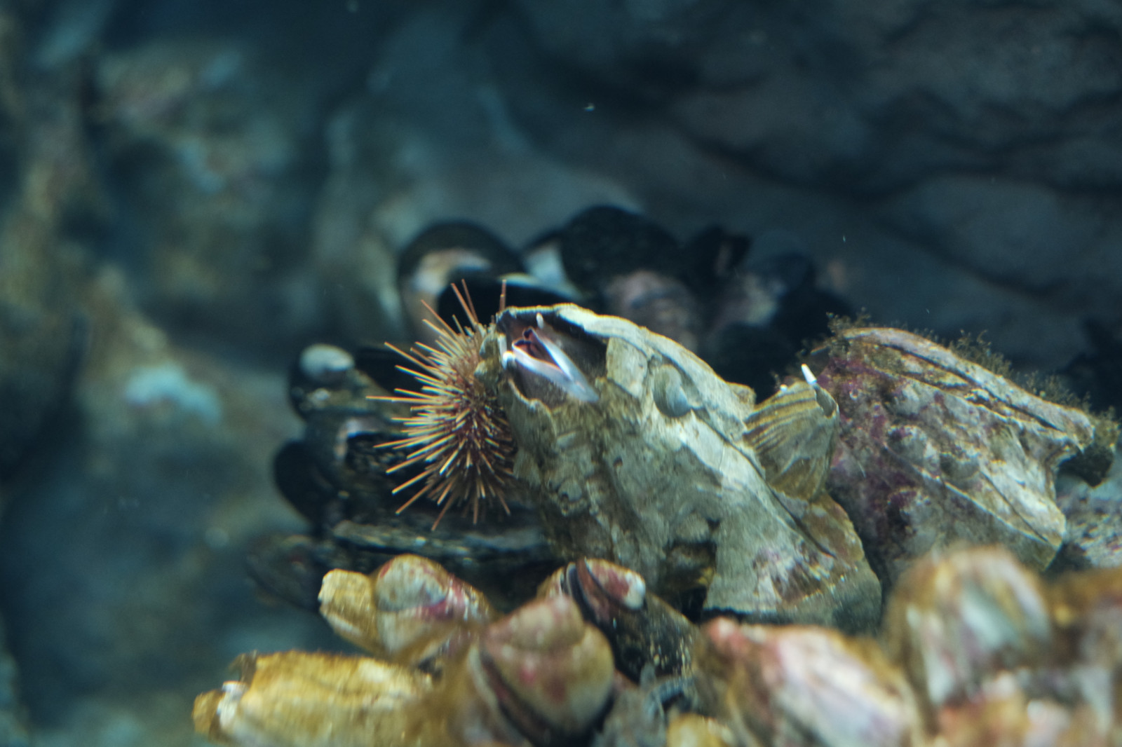 fisk, dyreliv, undervands-, koralrev, akvarium, Tokyo, Fujifilm, biologi, rev, Fujinon, x, xf56mmf12r, xf56mm, xt1, Kasai, kasairinkaipark, tokyosealifepark, fauna, tæt på, makrofotografering, hvirvelløse, havbiologi