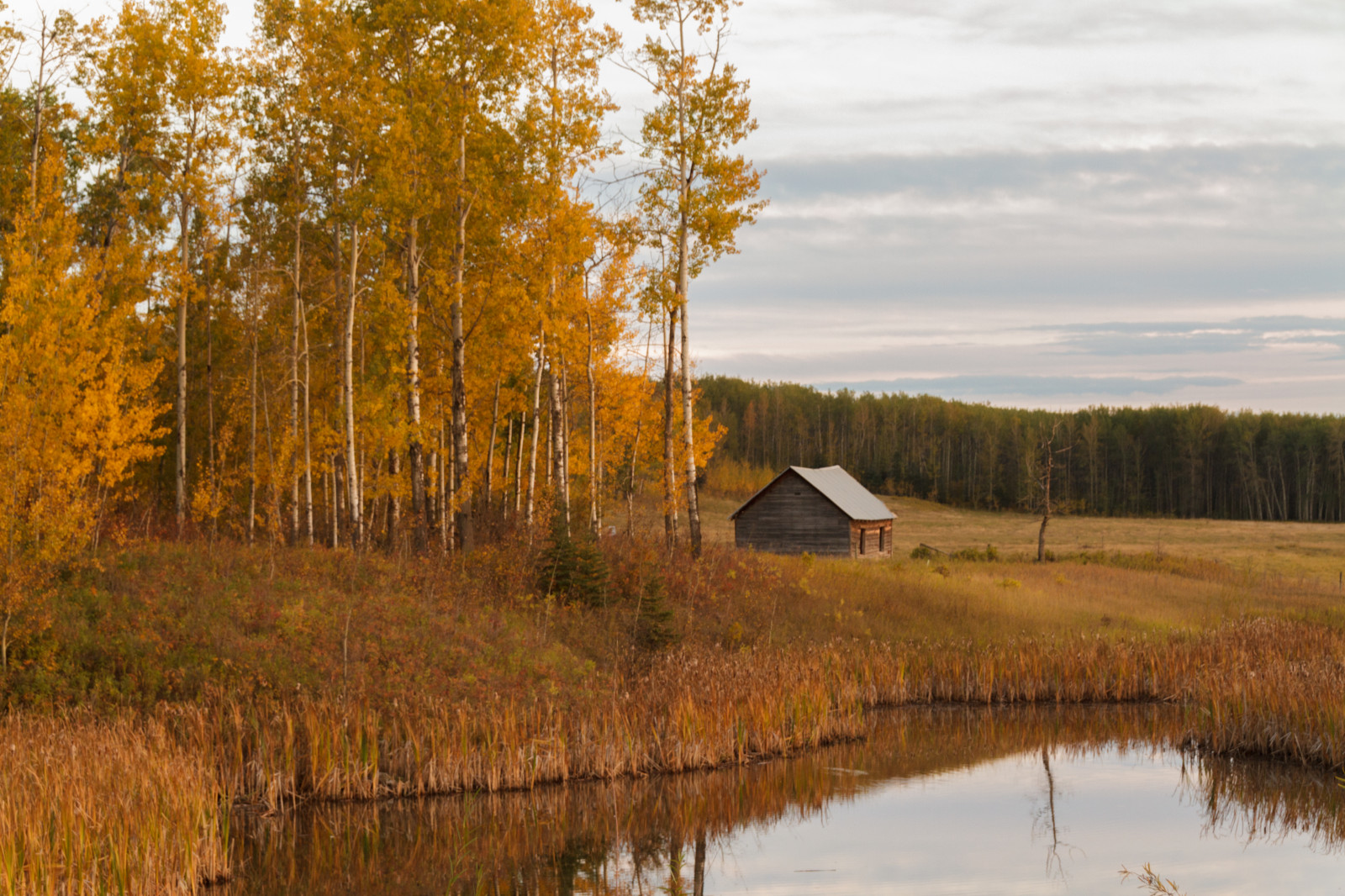 แนวนอน, ป่า, ตก, ทะเลสาบ, ธรรมชาติ, การสะท้อน, เช้า, แม่น้ำ, กระท่อม, แคนาดา, หุบเขา, ถิ่นทุรกันดาร, บ่อน้ำ, อัลเบอร์ต้า, ใบไม้, ภาคเหนือ, พื้นที่ชุ่มน้ำ, ต้นไม้, ฤดูใบไม้ร่วง, ใบไม้, ควัน, ฤดู, สี, ทุ่งหญ้า, แกรนด์, ป่าไม้, ทุ่งหญ้า, บึง, เขตชนบท, ถิ่นที่อยู่, สภาพแวดล้อมทางธรรมชาติ, ปรากฏการณ์บรรยากาศ, ทางน้ำ, ไม้ยืนต้น, ระบบนิเวศ, debolt, Bezanson