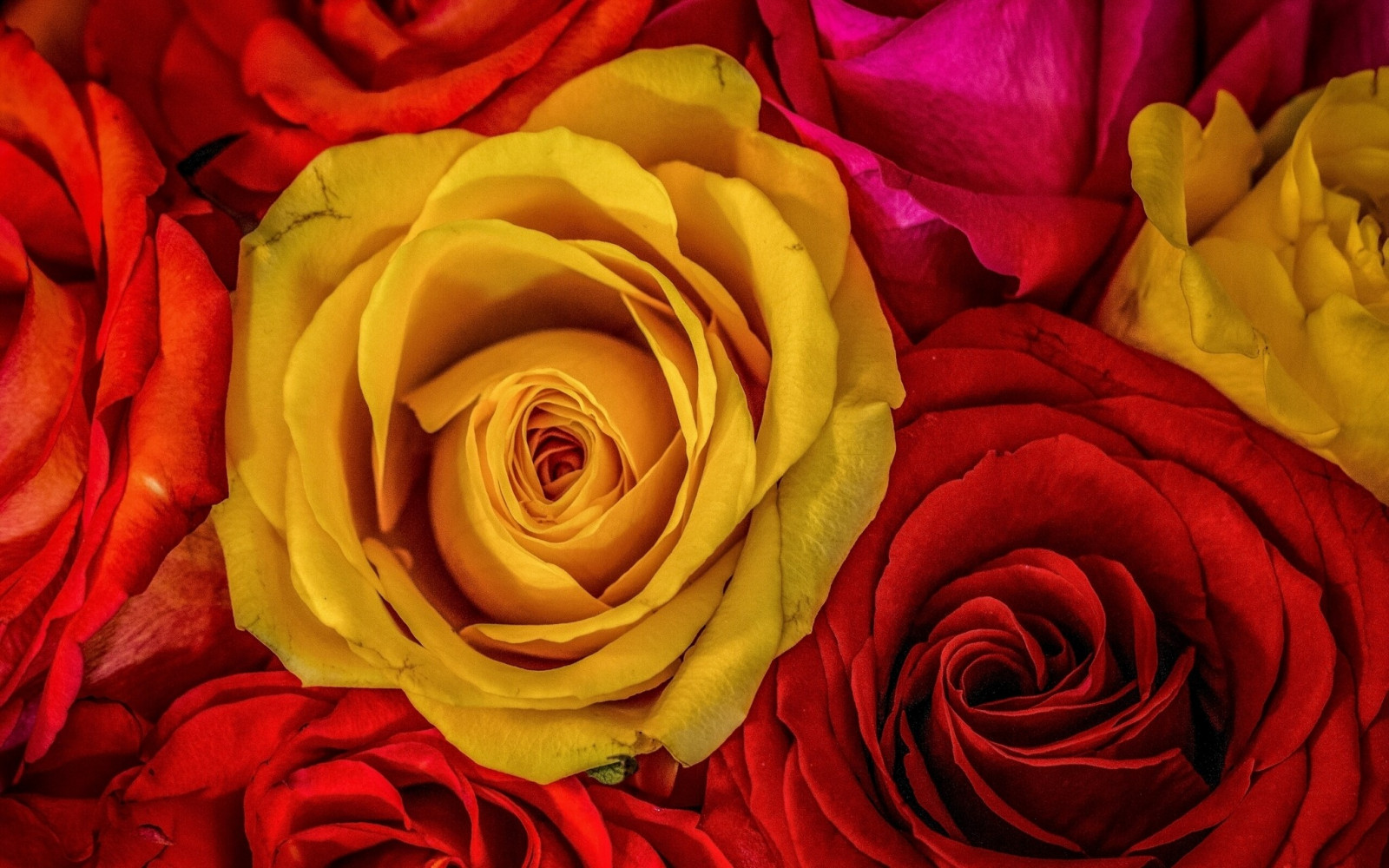 Wallpaper : nature, red, yellow, petal, land plant, flowering plant ...