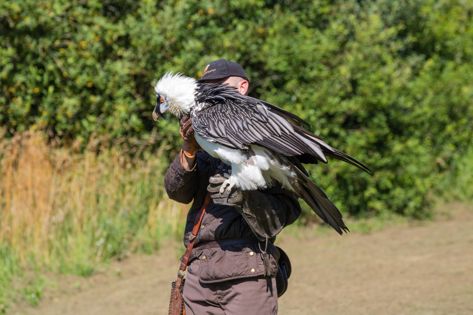 Volně žijících živočichů, dravý pták, orel, Dánsko, zobák, Sokol, pták, birdofprey, Danmark, f gel, exif modelu canoneos760d, geocountry, Kamera aby kánon, geocity, Model fotoaparátu canoneos760d, geostate, geolocation, EXIF otvor 56, exif aby kánon, EXIF isospeed 100, EXIF ef70300mmf456lisusm čočka, Skagen, rovf gel, eagleworld, rnreservatet, exif focallength 188mm, beardedvulture, gypaetusbarbatus, lammgam, fauna, obratlovců, sup