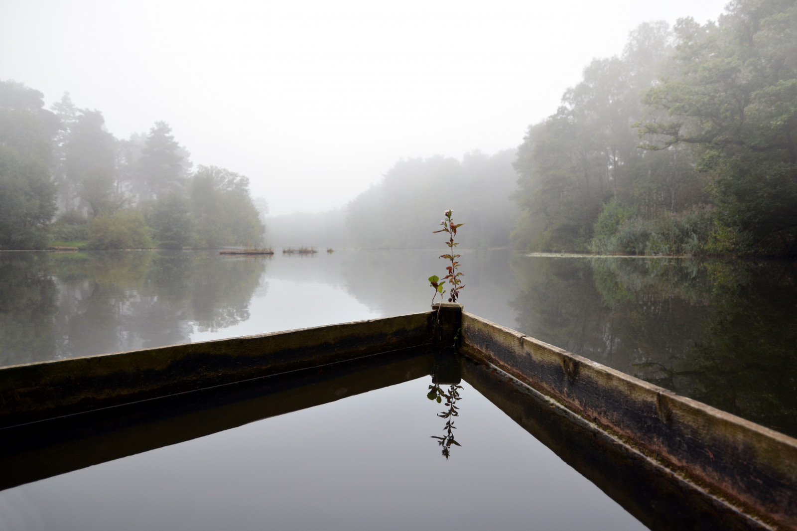 krajina, jezero, voda, odraz, nebe, uklidnit, ráno, mlha, řeka, banka, rybolov, Lake District, Surrey, mrak, strom, mlha, ještě pořád, prozkoumat, Trojzubec, nádrž, jezero, morningmist, vodní, vodní zdroje, Farnham, Hammond, Tilford, Stockbridgepond