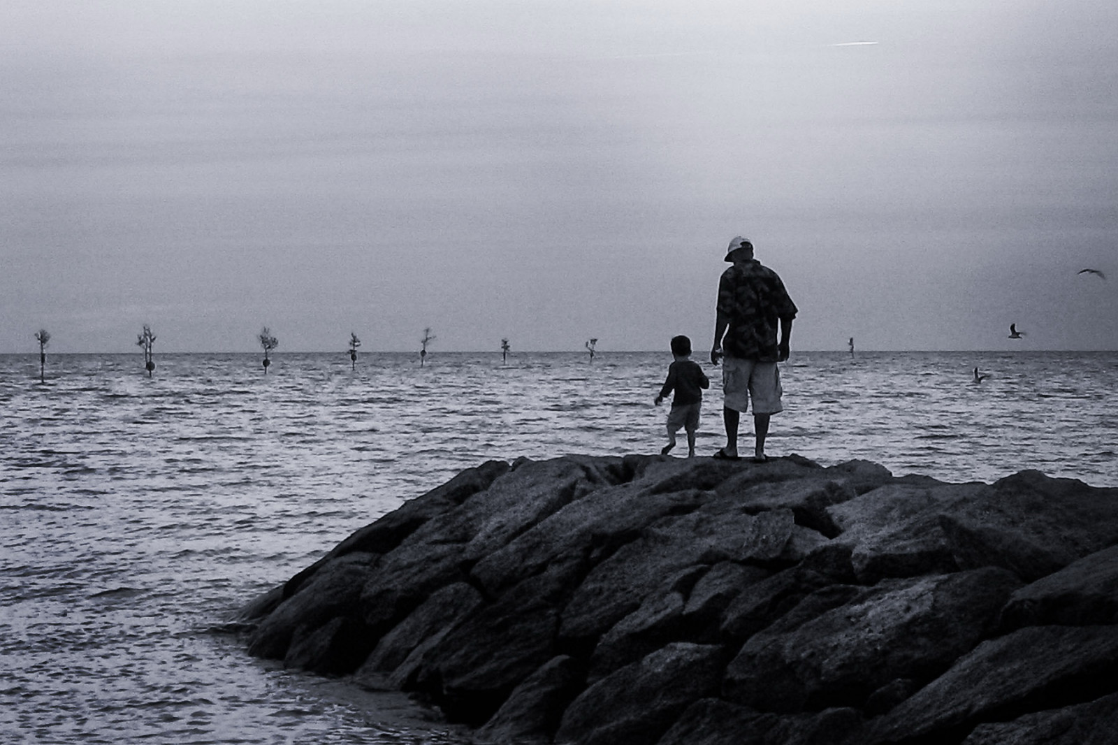 bw, ทะเล, ภาพเงา, FB, แหลม, ปลาดิบ