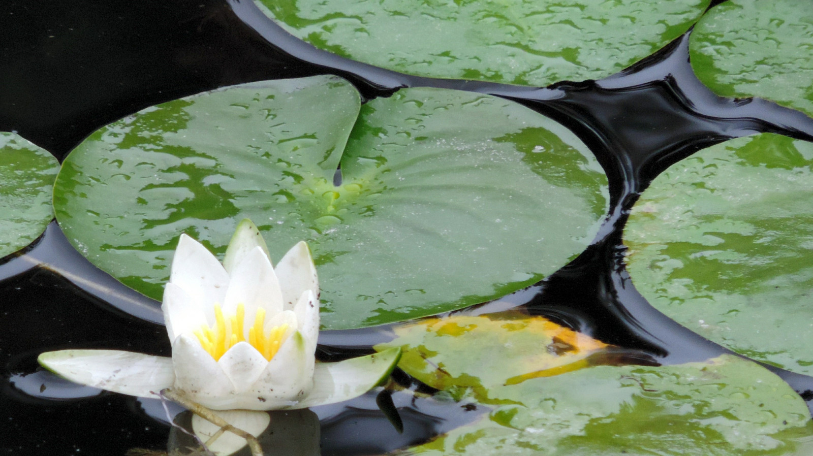 Wallpaper lake, plant, flower, leaf, Lotus, p520 3346x1879