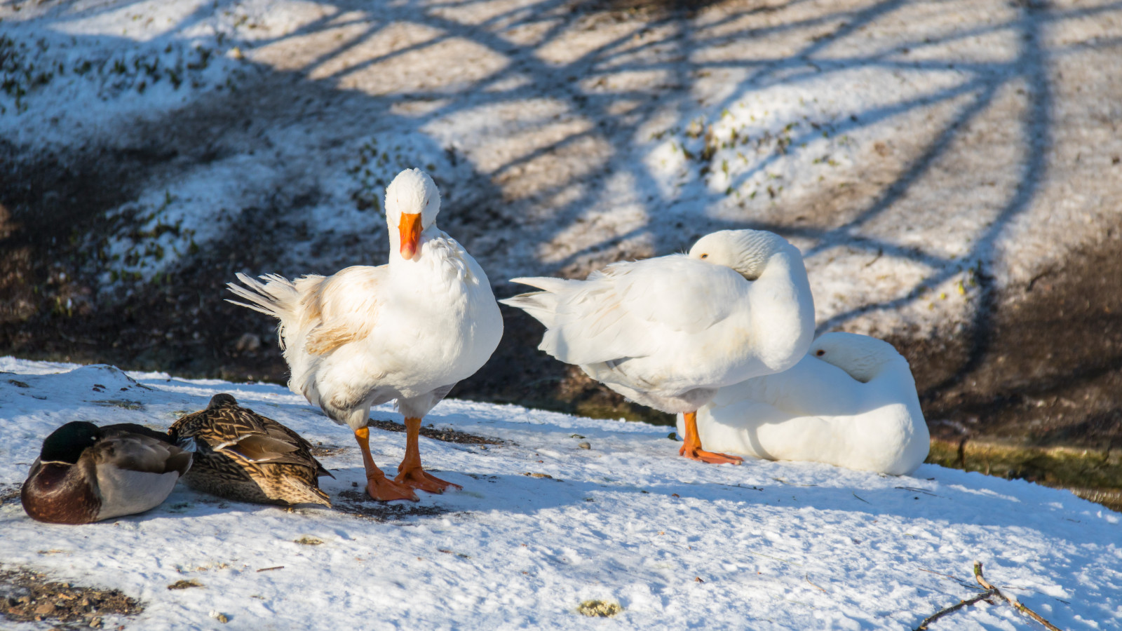 Goose Cold Wallpaper : snow, winter, cold, frost, wildlife, duck, goose, gas ...